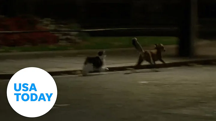 Larry the cat chases away fox from 10 Downing Stre...