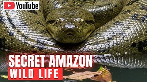 Amazon Rainforest Documentary 2025 | Secrets of the World’s Largest Jungle Revealed