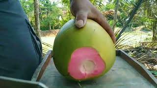 panjat pohon kelapa pendek,coconut pink amazing|ASMR