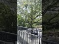 Claw Daddy's On Da Bayou