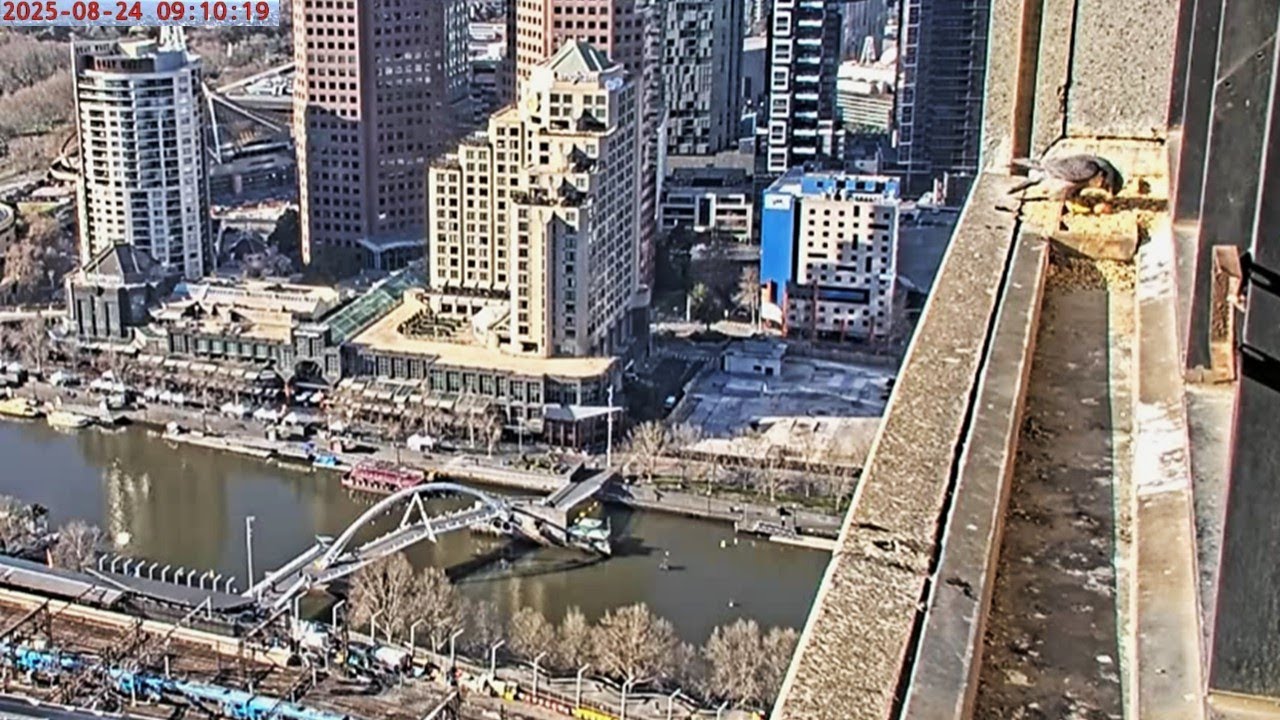 367 Collins St. Falcons🪽SNEAK PREVIEW! 🎇 First Egg of 2025 🎇 2025 Aug 24