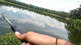 Pancing Ikan Pacu - Part 2