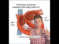 Insomniac anatomy academy 99: baby heart holes #science #stem #medicine #stemeducation #sciencefacts