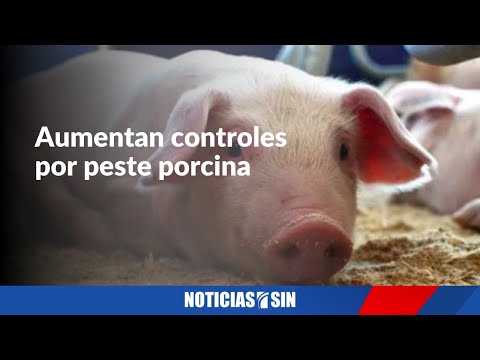 Video: La Enfermedad Porcina Cruza Continentes, El Brote Afecta A Los Cerdos De EE. UU