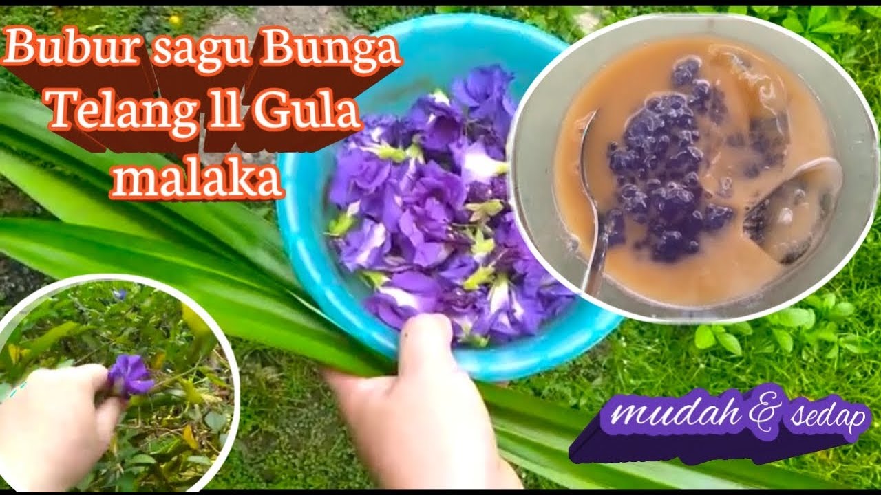 Cara masak bubur sagu gula melaka ll Bunga telang - YouTube