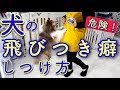 犬のしつけ 飛びつきグセを改善しよう 【№208】