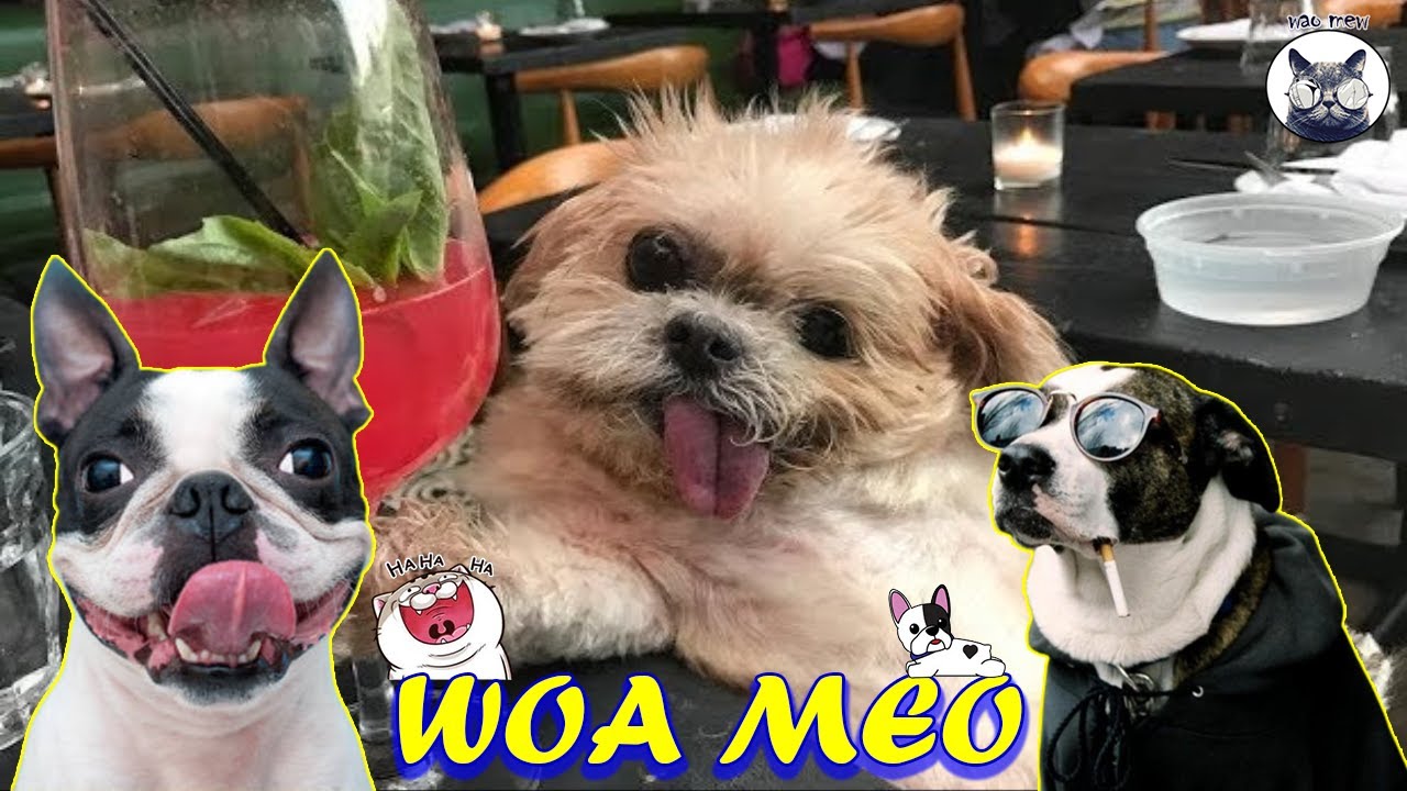 funny dogs. friends who bring laughter, time to relax  - Woa mew 