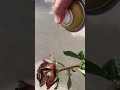 pintar rosas naturales con aerosol