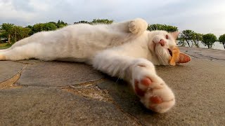 草むらの中にいた野良猫を撫でると喜んでベンチまでモフられに来た