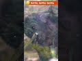 特別な挨拶!赤ちゃんサンタロウこんにちは | Special Greeting! Baby Gorilla Santaro