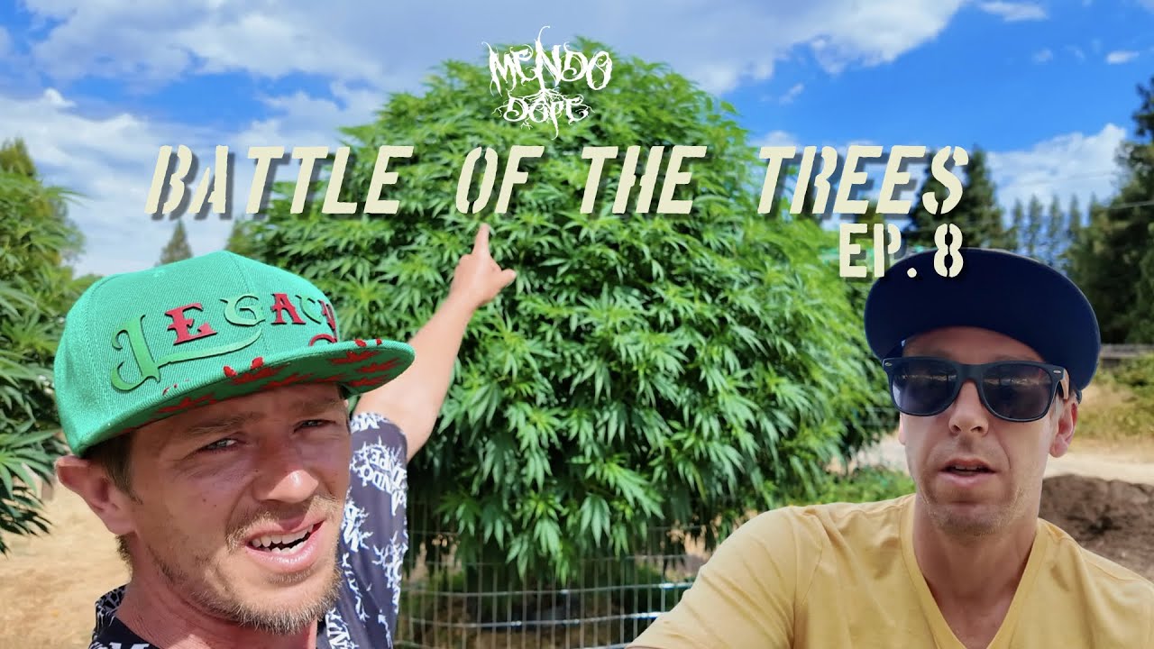 10 Ft TREES!!! - The 