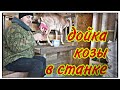 КАК Я ДОЮ КОЗУ