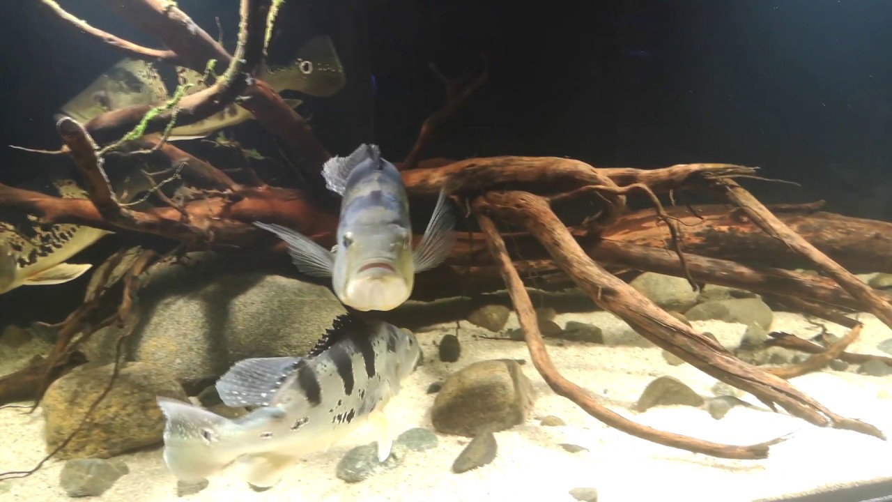 Baby Rudd Fry Peacock bass and Rudd fry (Scardinius erythrophthalmus) - YouTube