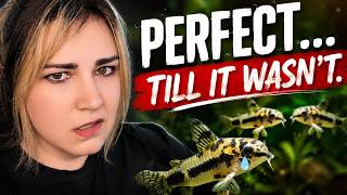 I Built the PERFECT Breeding Tank... Then I Lost Everything