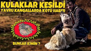 Kangal Talaz Operasyon Geçirdi Yariş Postasinin Altindan Hangi̇ Kuş Çikti Burada Herkes Çalişiyor