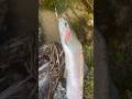 Scoliosis steelhead is crazy #fishing #salmonfishin #steelheadfishing #trout #troutfishing #salmon