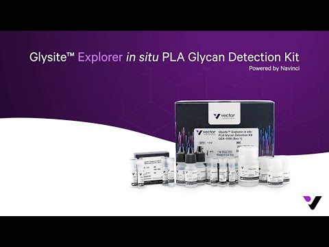 Glysite Explorer in situ PLA Glycan Detection Kit — Powered by Navinci - video from Fluoroprobes