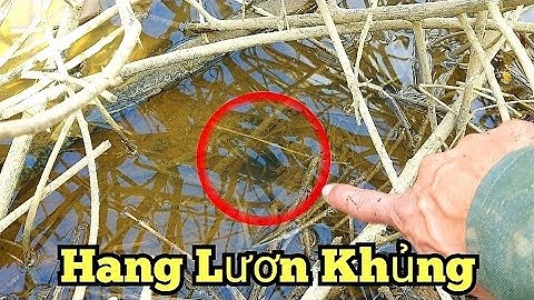 Câu lươn sông_Trúng mánh con lươn khủng_tập449//Found a giant eel cave in the river