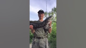 Câu cá lóc ở Hàn quốc 한국에서 가물치 낚시