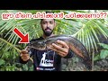 നാടൻ ചേറുമീൻ പിടിച്ചു വറുത്താലോ? | kerala snakehead fishing and cooking | Toman fishing