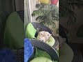 #cutecat #sitting #chair #cutebaby #meow