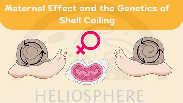 Animation | Maternal Effect and the Genetics of Shell Coiling | Genetics
