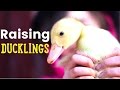 Raising Ducklings - The clean and easy setup to raise ducklings in the brooder