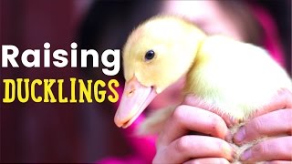 Raising Ducklings - The clean and easy setup to raise ducklings in the brooder