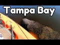 Kayak Fishing Tampa Bay for whatever bites | surprise guests!