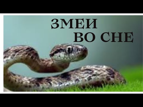 Толкование снов в исламе. Что означает если, во сне видеть змея?