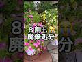 ウィルス病で廃棄処分 #gardening #モザイクウィルス