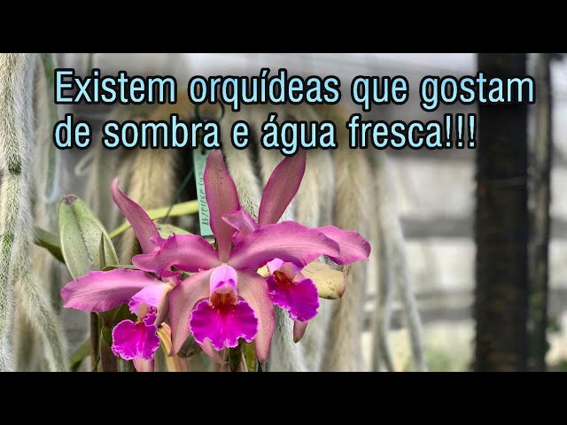 COMO SABER SE MINHA ORQUÍDEA GOSTA DE SOL OU DE SOMBRA? - thptnganamst.edu.vn