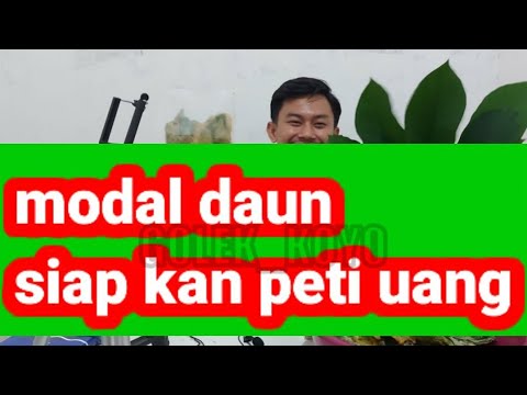 ide-usaha-modal-daun-singkong