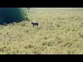 caçada de cardorna com dois cachorro bom