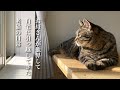 お母さんが他界して実家で一人暮らしをしていた猫（ミコ）の幸せな日常