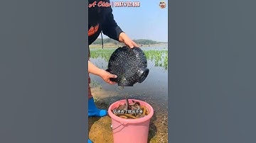 Rọ Lươn Đa Năng 8 Cửa Bẫy Cá Bắt Tôm Cua Lươn Trạch - Dễ Dàng Gọn Nhẹ #shorts #fishing #fishinglife