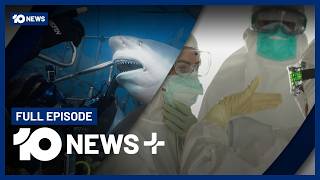 New Program Targets 'Killer Sharks', Ebola Emergency Declared, Watch Launch Sparks Chaos | 10 News+