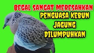 Si Begal kembali berulah penguasa kebun jagung kembali dilumpuhkan @Pemikat_Burung_112