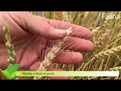 Video: Ne Mbjellim Grurë Dhe E Përfshijmë Në Menu