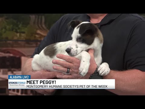 Pet of the Week: Meet Peggy!