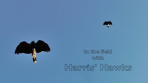 Hunting In the Field with a Cast of Harris