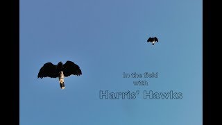 Hunting In the Field with a Cast of Harris' Hawks