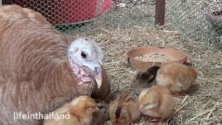 Momma turkey and he newly hatched baby chickens.