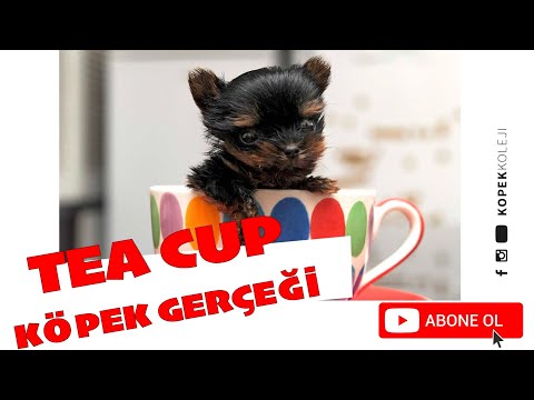 Video: Çay Fincanı Köpekleri Hakkındaki Gerçek