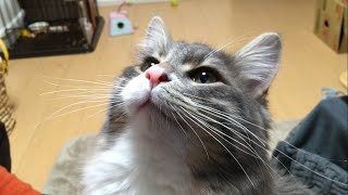 二足立ちでむさぼる猫 ノルウェージャンフォレストキャット