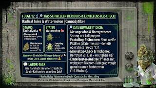 Folge 12  - Das Schwellen der Buds - Radical Juice und Watermelon geben Gas