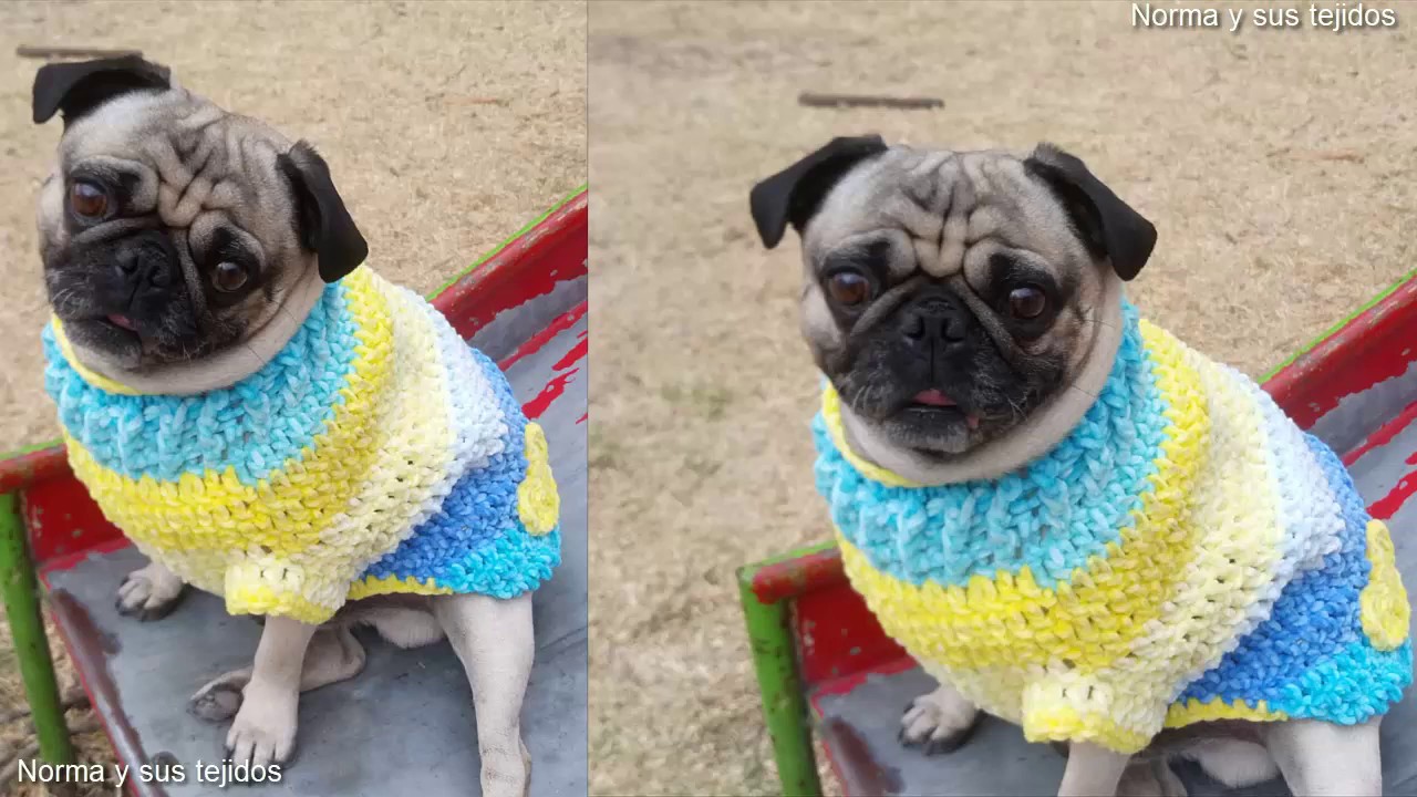 ?Suéter a crochet para perros #crochet #normaysustejidos ? - YouTube