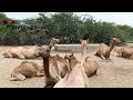 Camels of tharparkar  herd of desert camel  diversity of thar