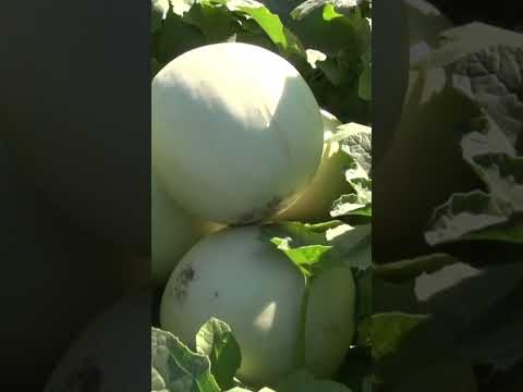 Video: Cómo cultivar melones Honeydew - Cultivo y cosecha de melones Honeydew