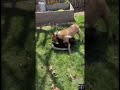Badger Attacks Dog - Fierce Fight Caught on Camera | Predator Pulse | #wildlife #shorts